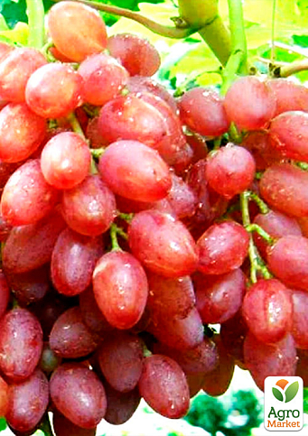 Виноград "Находка" (кишмиш, ранний срок созревания, высокая урожайность более 6кг с куста) - фото 2