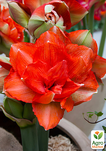 Гиппеаструм махровый "Celica" (Амариллис)  - фото 4