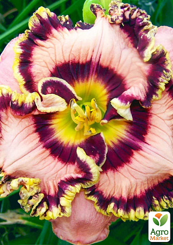 Лілійник "Vegas Jackpot" - фото 4