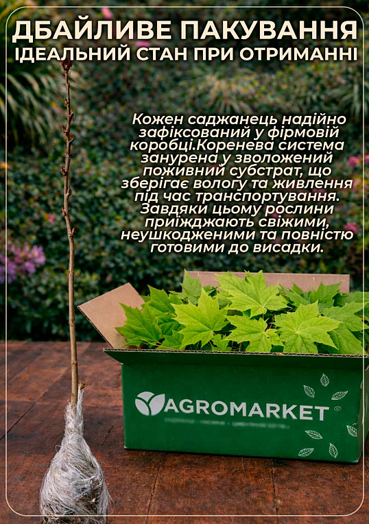Клен краснолистный на штамбе (возраст от 2-х лет, высота 120-180см) - фото 3