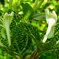Жимолость "Aureoreticulata Japonica" (Декоративная, плетистая) (контейнер Р9) купить