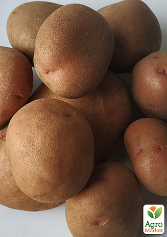 Картопля "Феномен" насіннєва середньостигла (1 репродукція) 1кг - фото 2