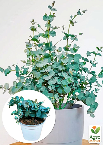 LMTD Эвкалипт вечнозеленый "Cinerea"  (30-40см)