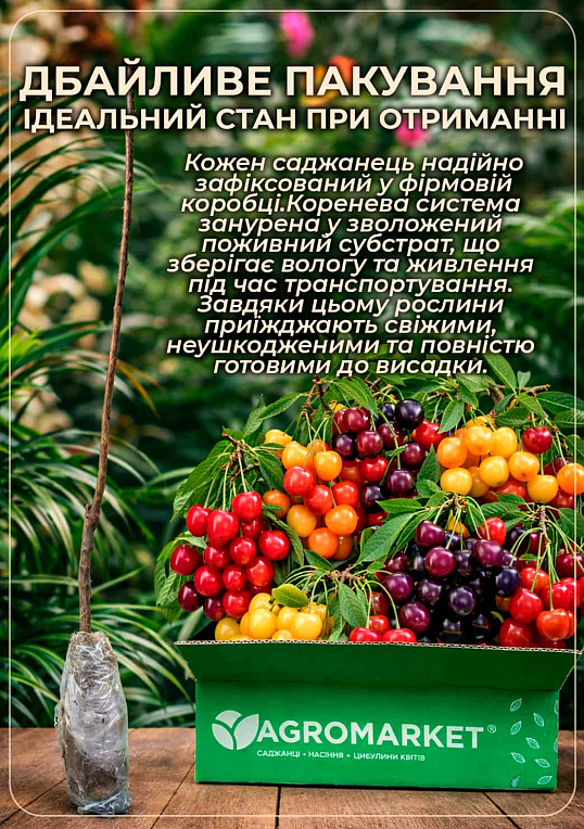Ексклюзив! Черешня колоновидна "Рожева" - фото 3