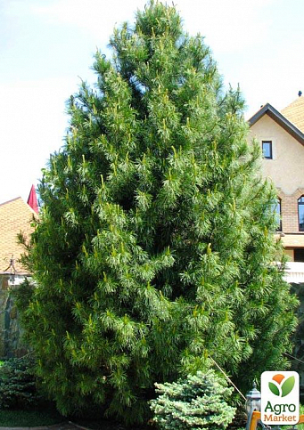 Сосна Веймутова "Белая Восточная" (Pinus Strobus) горшок P9