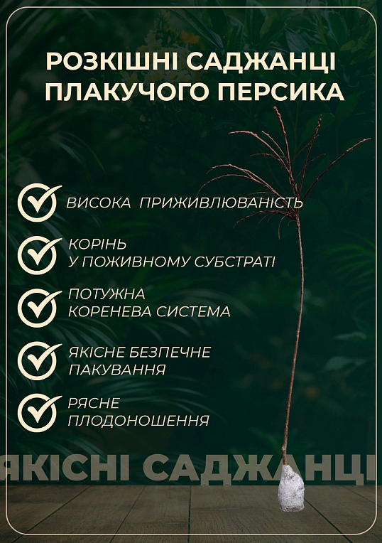 Персик плакучий на штамбі "Сан Хрест" (вік від 2-х років, висота 150-190см) - фото 2