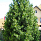 Сосна Веймутова "Біла Східна" (Pinus Strobus) горщик P9