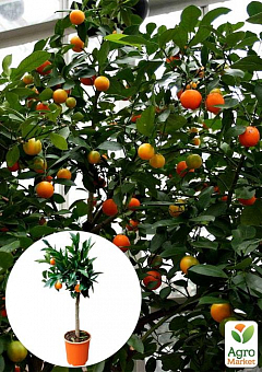 LMTD Лаймкват на штамбі з плодом 3-х річний "Citrofortunella Floridana" (25-45см)1