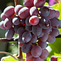 Виноград "Нізіна" (середній термін дозрівання) цена