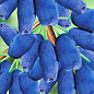 Жимолость 2х-летняя "Войтек" (Lonicera kamtschatica Wojtek) (крупноплодный, ранний сорт) С3 цена