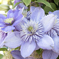Клематис "Blue Light"