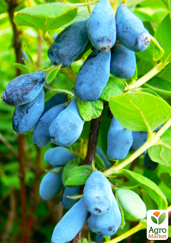 LMTD Жимолість "Duet" (сортова, укорінена) - фото 2