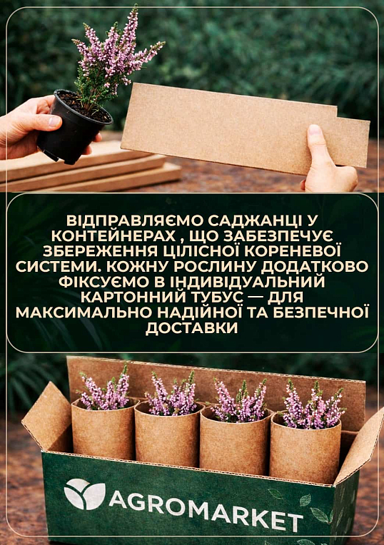 Вереск обыкновенный "Melina" - фото 3