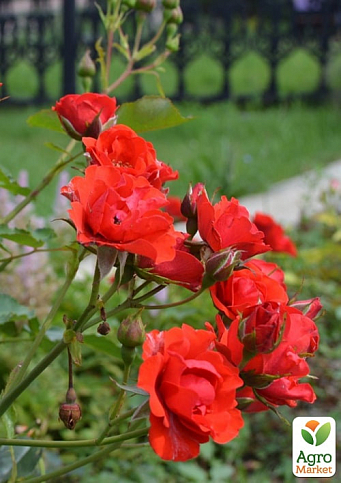 Роза мелкоцветковая (спрей) "Миджет" (саженец класса АА+) высший сорт - фото 2