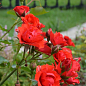 Роза мелкоцветковая (спрей) "Миджет" (саженец класса АА+) высший сорт купить