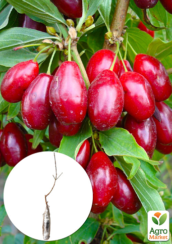 Кизил щеплений "Grenadier" саджанець 2 роки (ранній термін дозрівання, великоплідний)