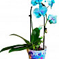 Орхидея (Phalaenopsis) "Cascade Lace" купить