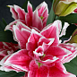 Лилия Розовидная "Roselily Samantha" 