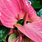 Антуриум (Anthurium) "Sweet Dream"