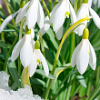 Подснежник "Galanthus" укорененный