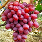 Виноград столовый "Анюта" (укорененный саженец в контейнере) купить