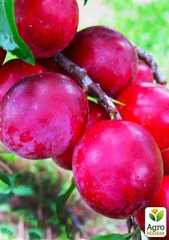 Слива-персик колоновидная (летний сорт, средний срок созревания) - фото 3