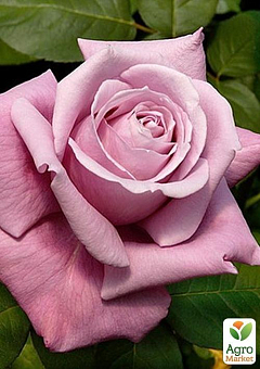 Роза чайно-гибридная "Charles De Gaulle" (саженец класса АА+) высший сорт1