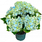 LMTD Гортензия крупнолистная цветущая 3-х летняя "Magical Revolution Blue" (30-40см) купить