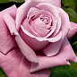 Роза чайно-гибридная "Charles De Gaulle" (саженец класса АА+) высший сорт