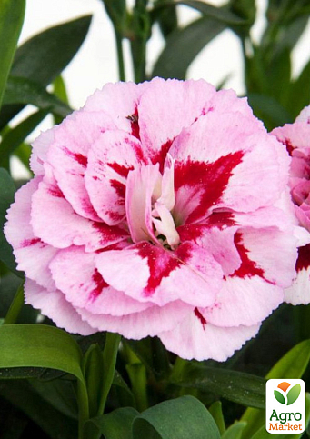 Гвоздика Махрова "Oscar Purple Star" (контейнер №10, висота 10 см)