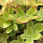 Гортензия 3-х летка метельчатая "Pastel Green" цена