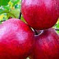 Яблоня "Байя Мариса" (с ароматом клубники, красномясая) цена