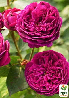 Роза английская "Фальстаф" (саженец класса АА+) высший сорт2