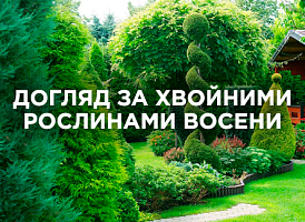 Осінній догляд за хвойними рослинами: правильне обрізання, підживлення та захист | Agro-market