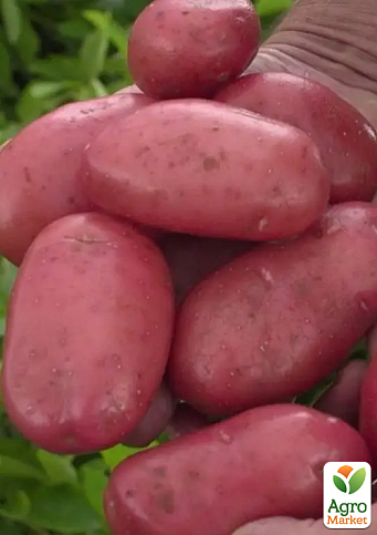Картопля "Каразон" насіннєва рання (1 репродукція) 1кг
