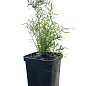 Аспарагус (Asparagus Densiflorus) купить