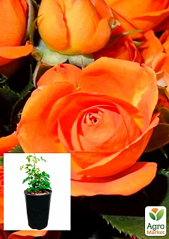 Роза в контейнере мелкоцветковая "Оранж Бейби" (саженец класса АА+)1