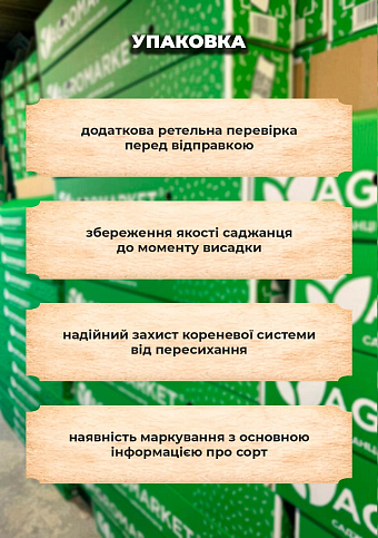 Ексклюзив! Зізіфус "Li (Лі)" (ранній термін дозрівання, перехресне запилення, садити по 2 саджанці різного сорту) - фото 3