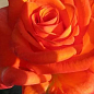 Роза чайно-гибридная "Луи де Фюнес"(саженец класса АА+) высший сорт 