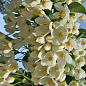 Ландишеве дерево "Halesia"