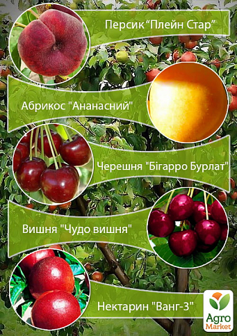 Дерево-сад "Мультифрукт" Персик1+Абрикос+Черешня+Вишня+Персик2