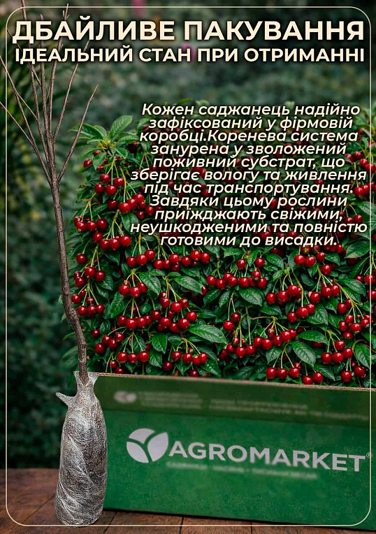 Эксклюзив! Вишня колоновидная блестящая темно-красная "Шоколадный мусс" (Chocolate mousse) (премиальный супер ранний сорт)