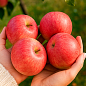 Яблуня "Конфетна" (літній сорт, ранній термін дозрівання)