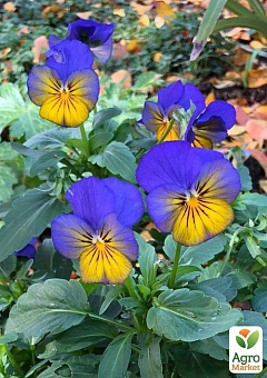 Віола (Viola Cornuta) "Sorbet Morpho"3