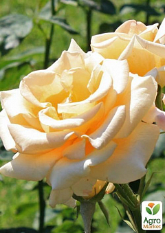 Роза чайно-гібридна "Еммі"1