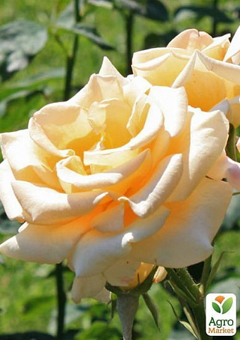 Роза чайно-гібридна "Еммі"