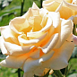 Роза чайно-гибридная "Эмми"