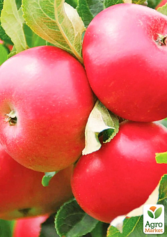 Яблуня "Рубінола" (зимовий сорт, пізній термін дозрівання)1