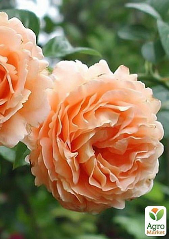 Роза парковая "Лорд Байрон" (саженец класса АА+) высший сорт