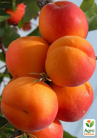 Абрикос "Меджик Кот" (летний сорт, ранний срок созревания)